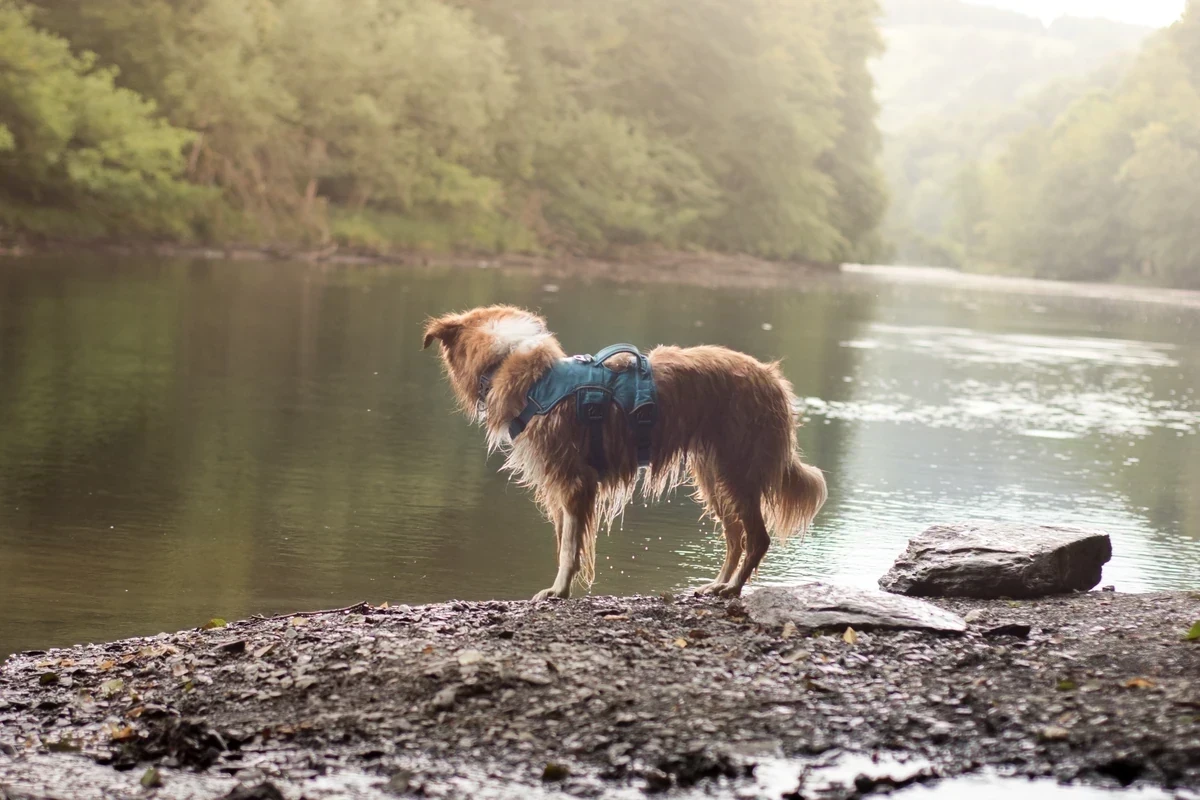 Une journée au lac de Nisramont avec votre chien