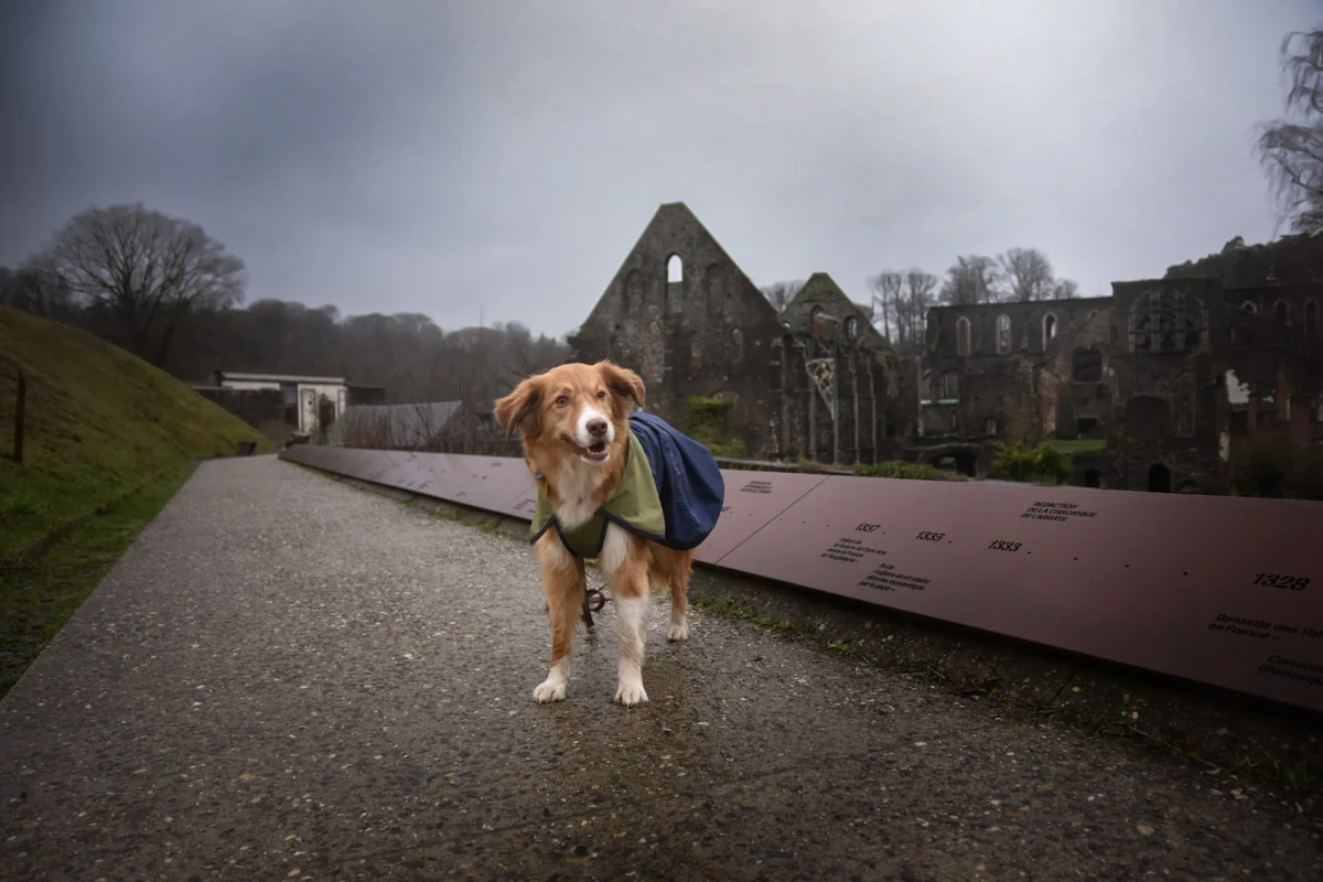 Visite de l'Abbaye de Villers