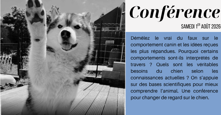 Le fonctionnement du chien