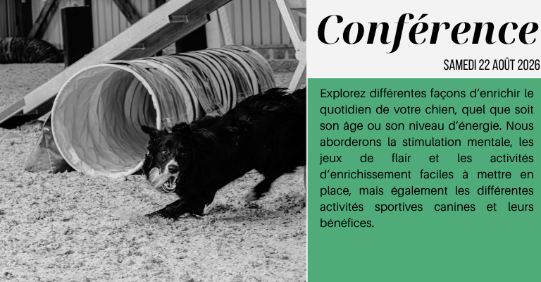 Activités et occupations canines