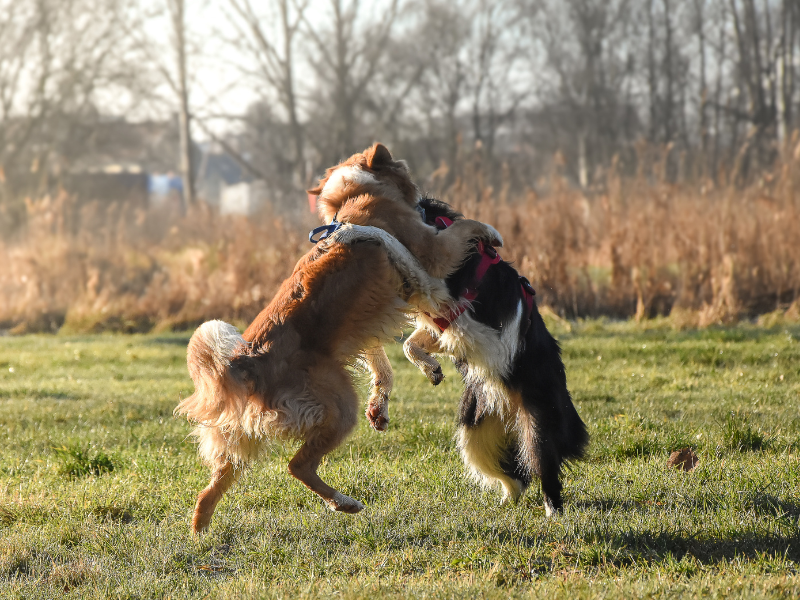 La communication canine