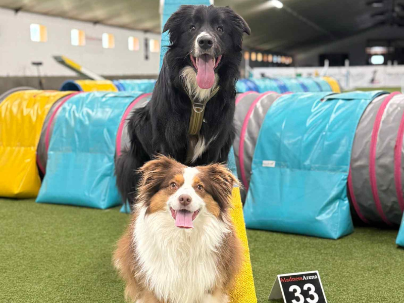 Le chien sportif