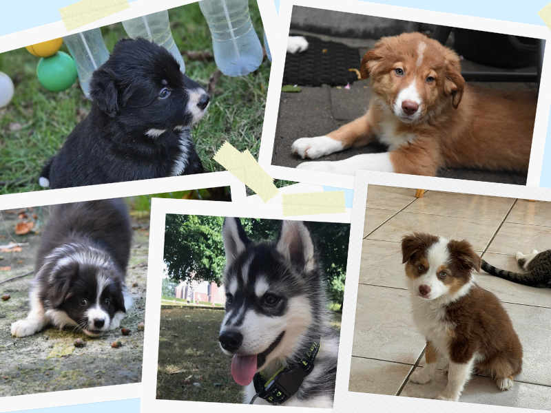 Accueil du chiot