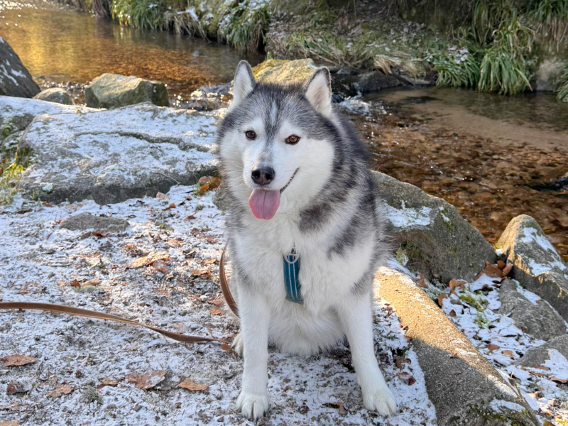 Un chien, une histoire