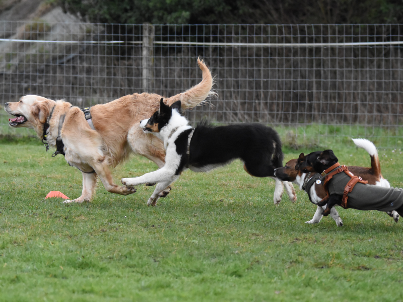 La prédation chez le chien