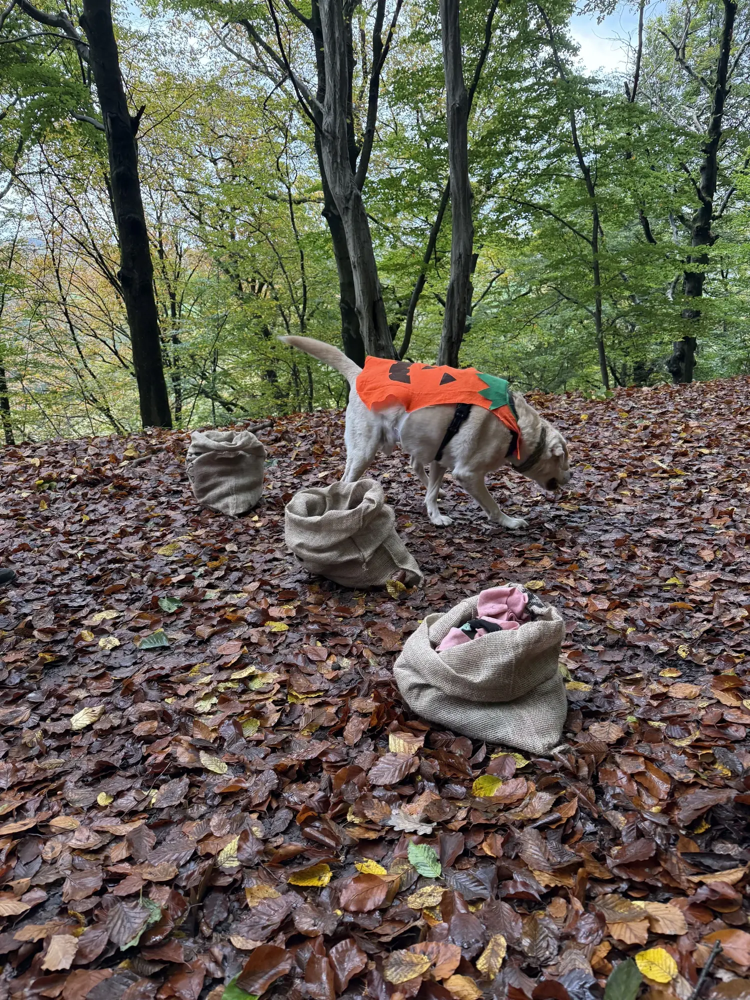 🐾 Rallye Canin Spécial Halloween 🎃