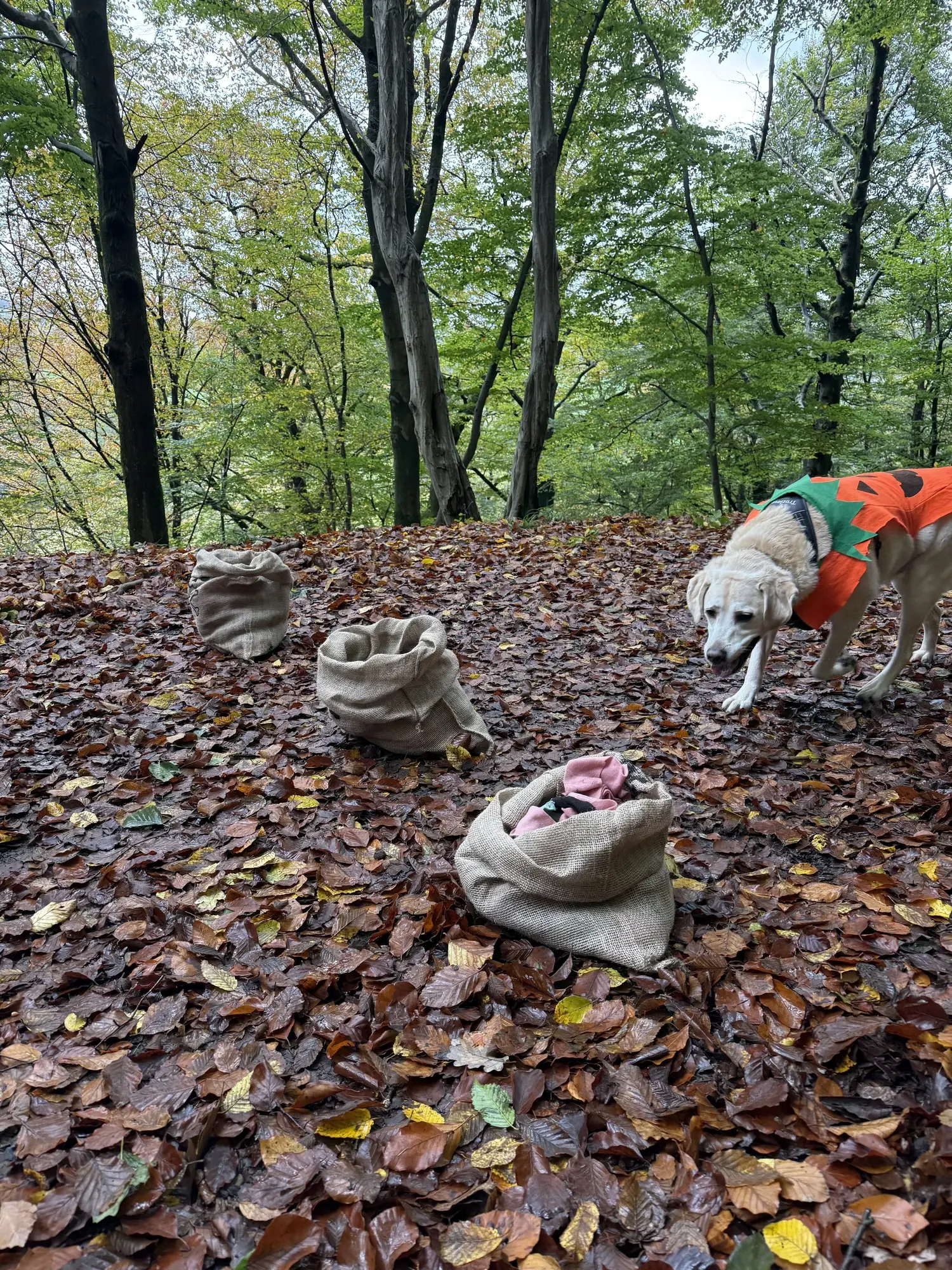 🐾 Rallye Canin Spécial Halloween 🎃