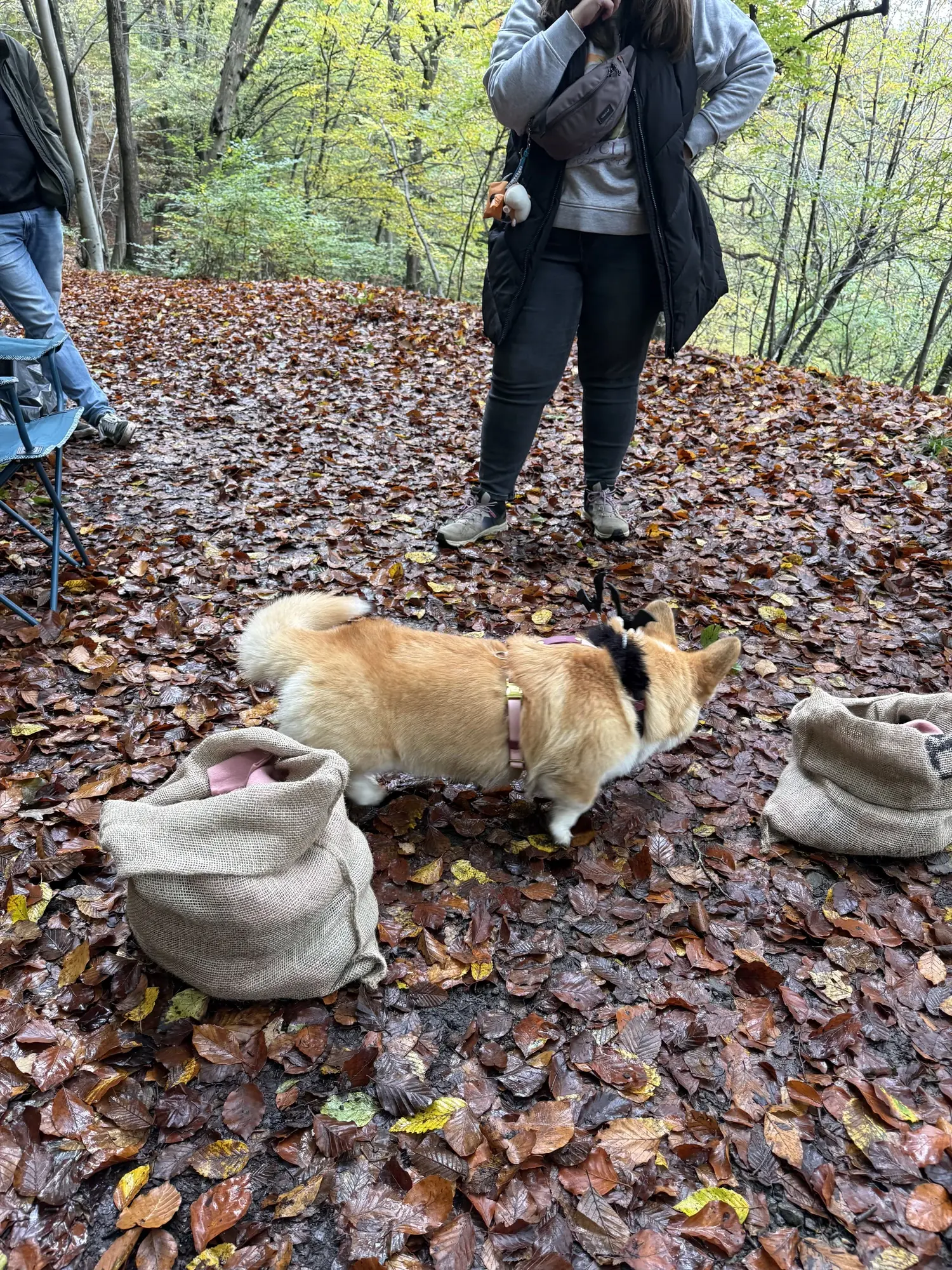 🐾 Rallye Canin Spécial Halloween 🎃