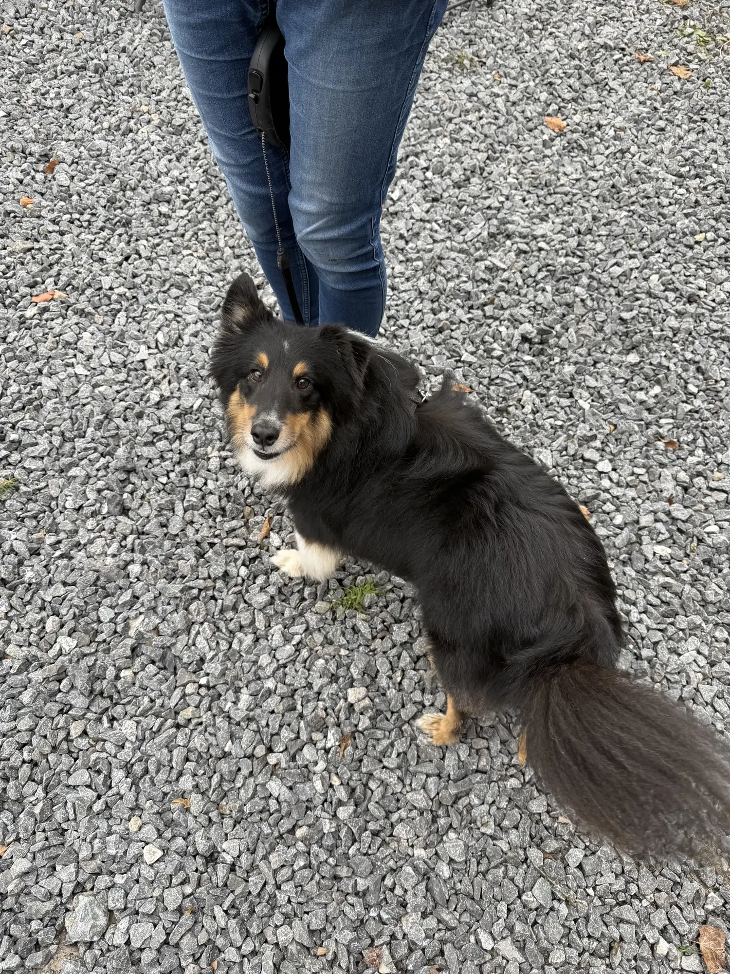 🐾 Rallye Canin Spécial Halloween 🎃