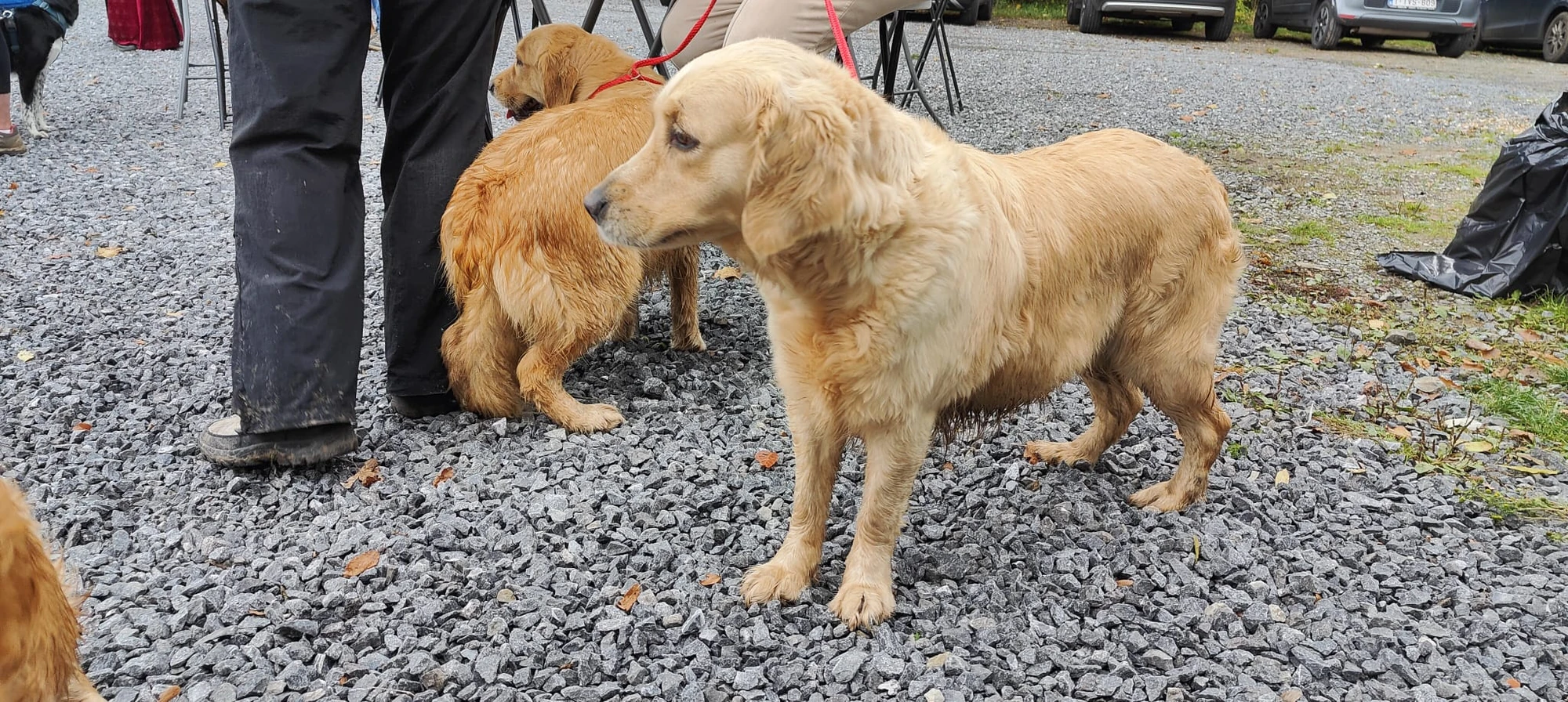 🐾 Rallye Canin Spécial Halloween 🎃